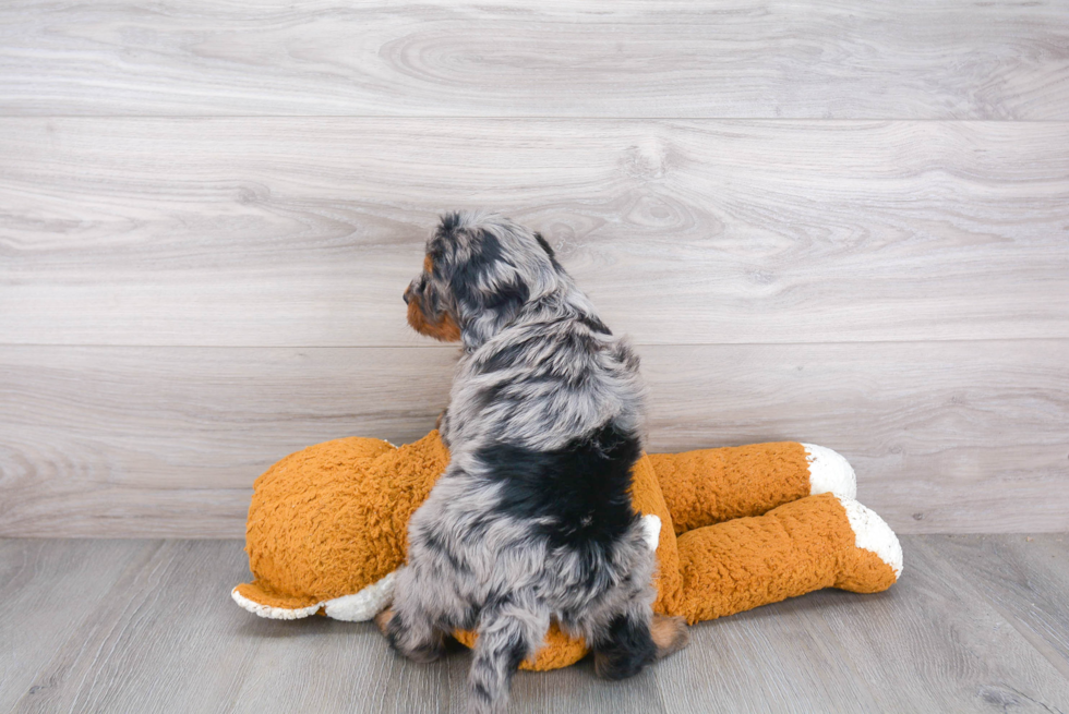 Mini Bernedoodle Pup Being Cute