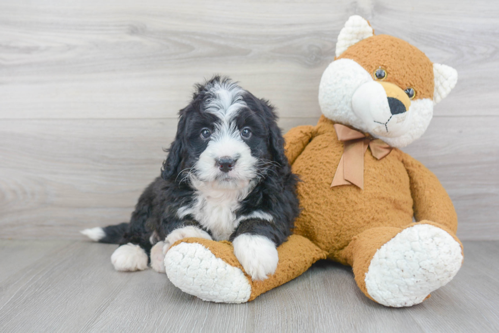 Mini Bernedoodle Puppy for Adoption