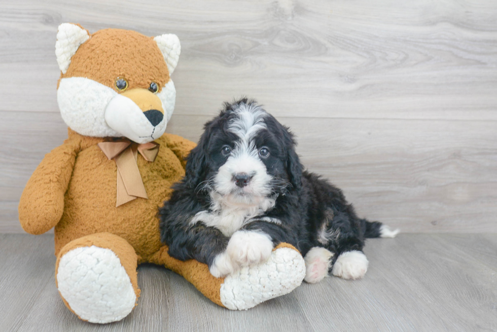 Mini Bernedoodle Pup Being Cute