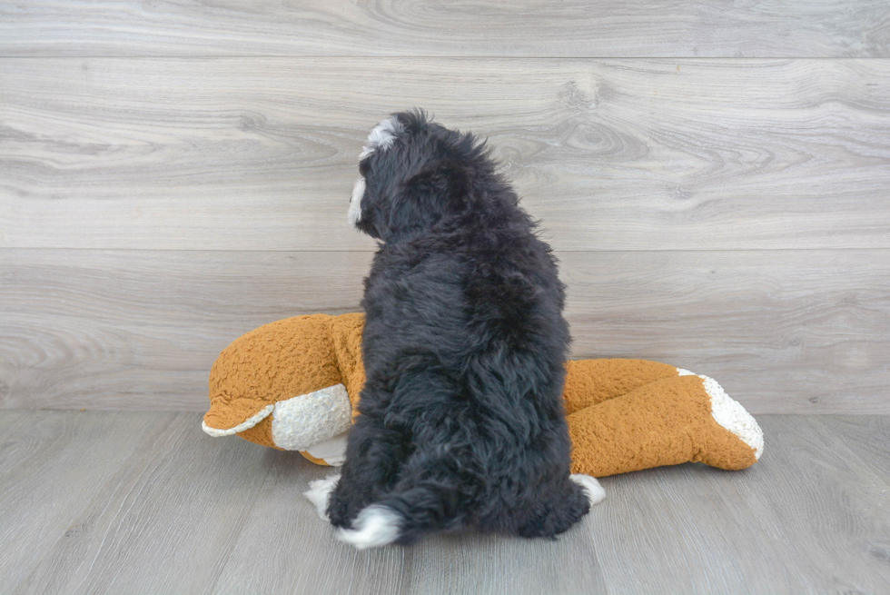 Little Bernadoodle Poodle Mix Puppy