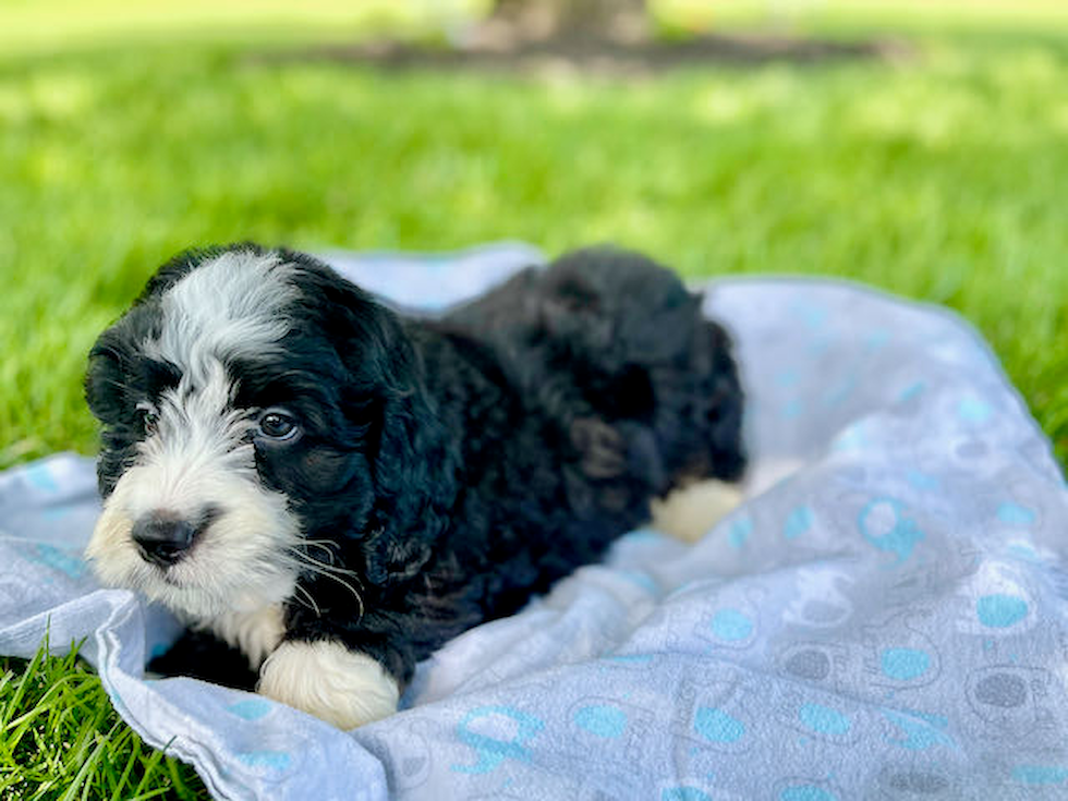 Mini Bernedoodle Puppy for Adoption