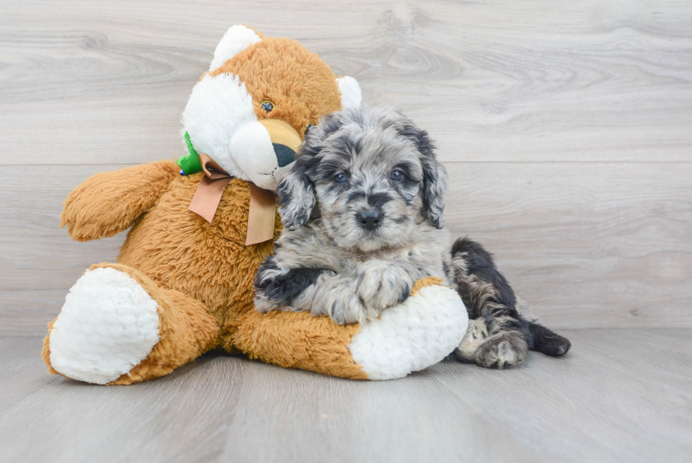 Friendly Mini Bernedoodle Baby