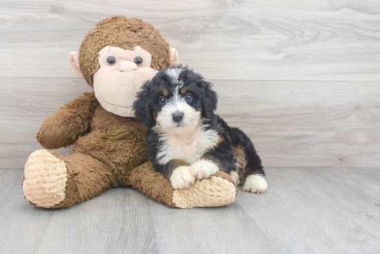 Adorable Bernadoodle Poodle Mix Puppy