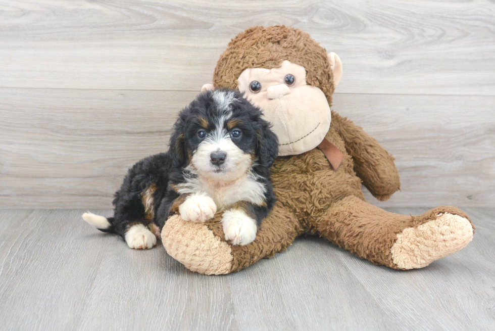 Energetic Mini Berniedoodle Poodle Mix Puppy