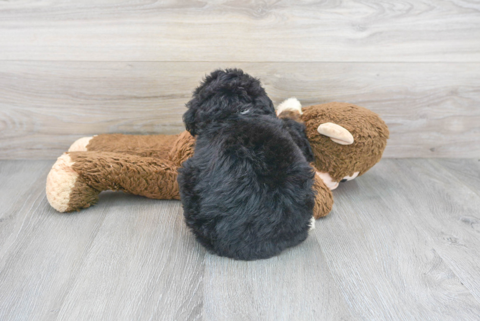 Small Mini Bernedoodle Baby