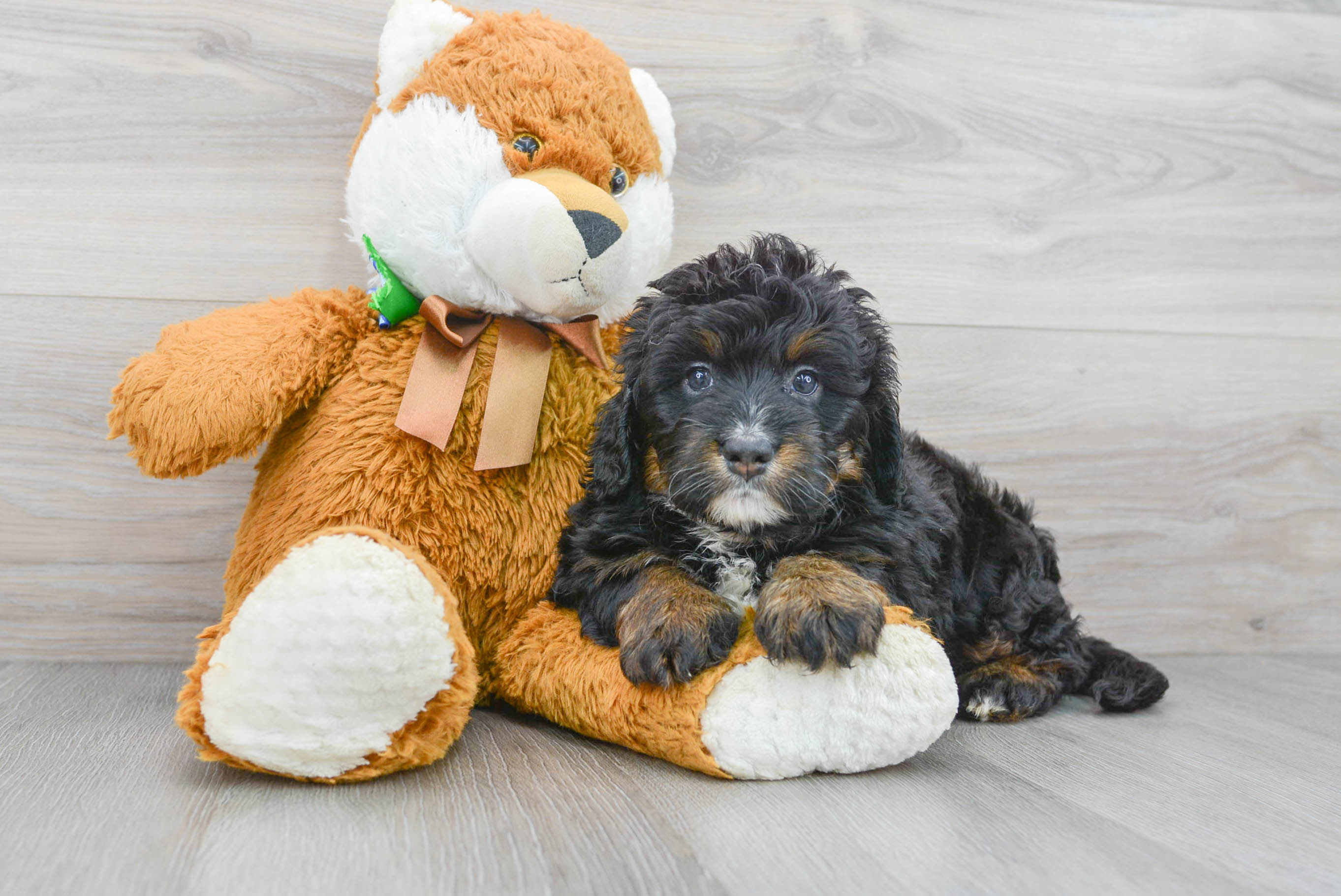 Mini Bernedoodle Puppy for Adoption