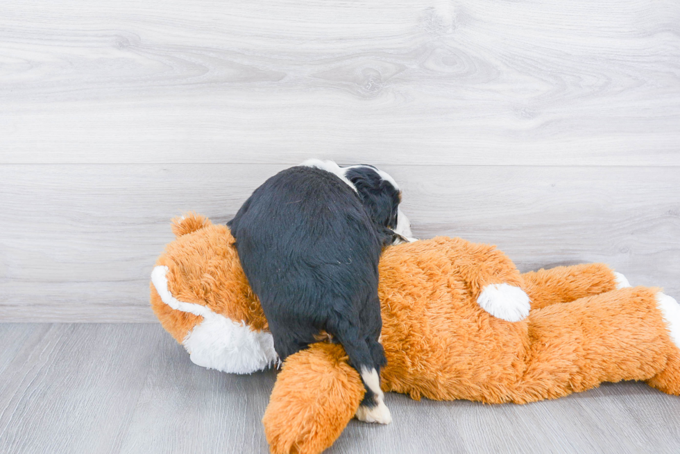 Mini Bernedoodle Pup Being Cute