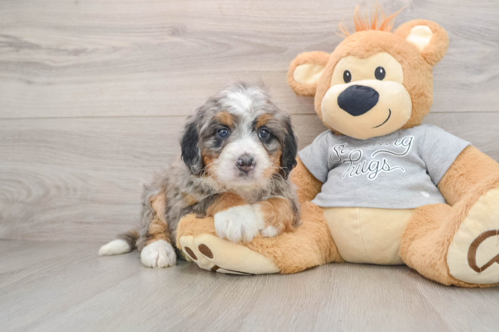Playful Bernadoodle Poodle Mix Puppy