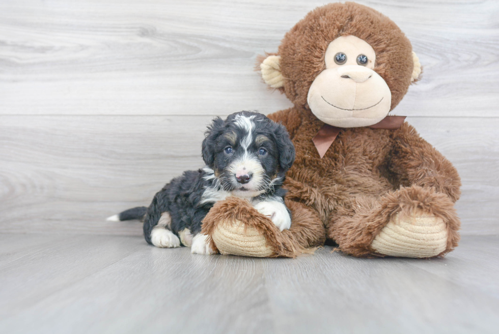 Happy Mini Bernedoodle Baby