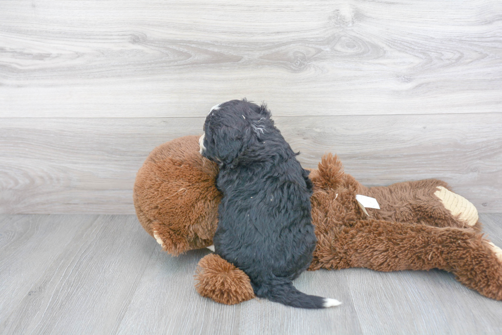 Hypoallergenic Bernadoodle Poodle Mix Puppy