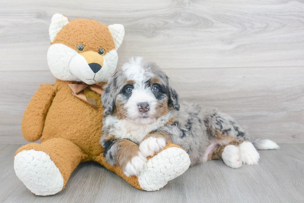 Happy Mini Bernedoodle Baby