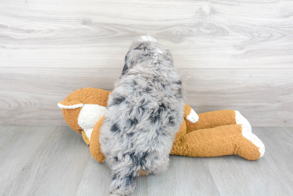 Playful Bernadoodle Poodle Mix Puppy