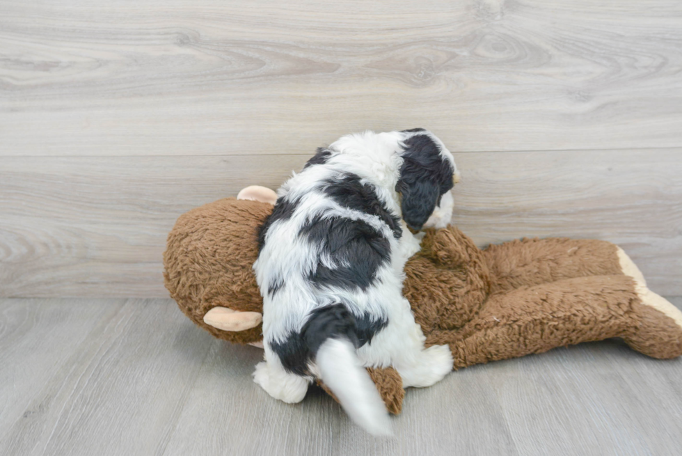 Popular Mini Bernedoodle Poodle Mix Pup