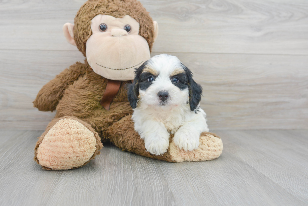 Hypoallergenic Mini Berniedoodle Poodle Mix Puppy