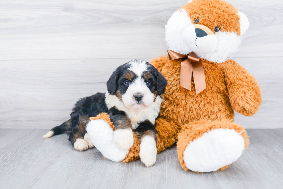 Fluffy Mini Bernedoodle Poodle Mix Pup
