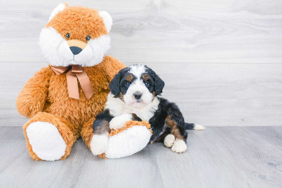Mini Bernedoodle Puppy for Adoption