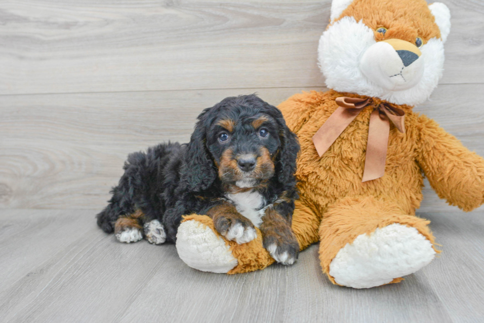 Best Mini Bernedoodle Baby