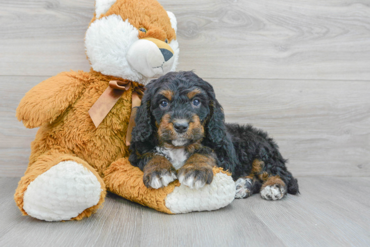 Best Mini Bernedoodle Baby