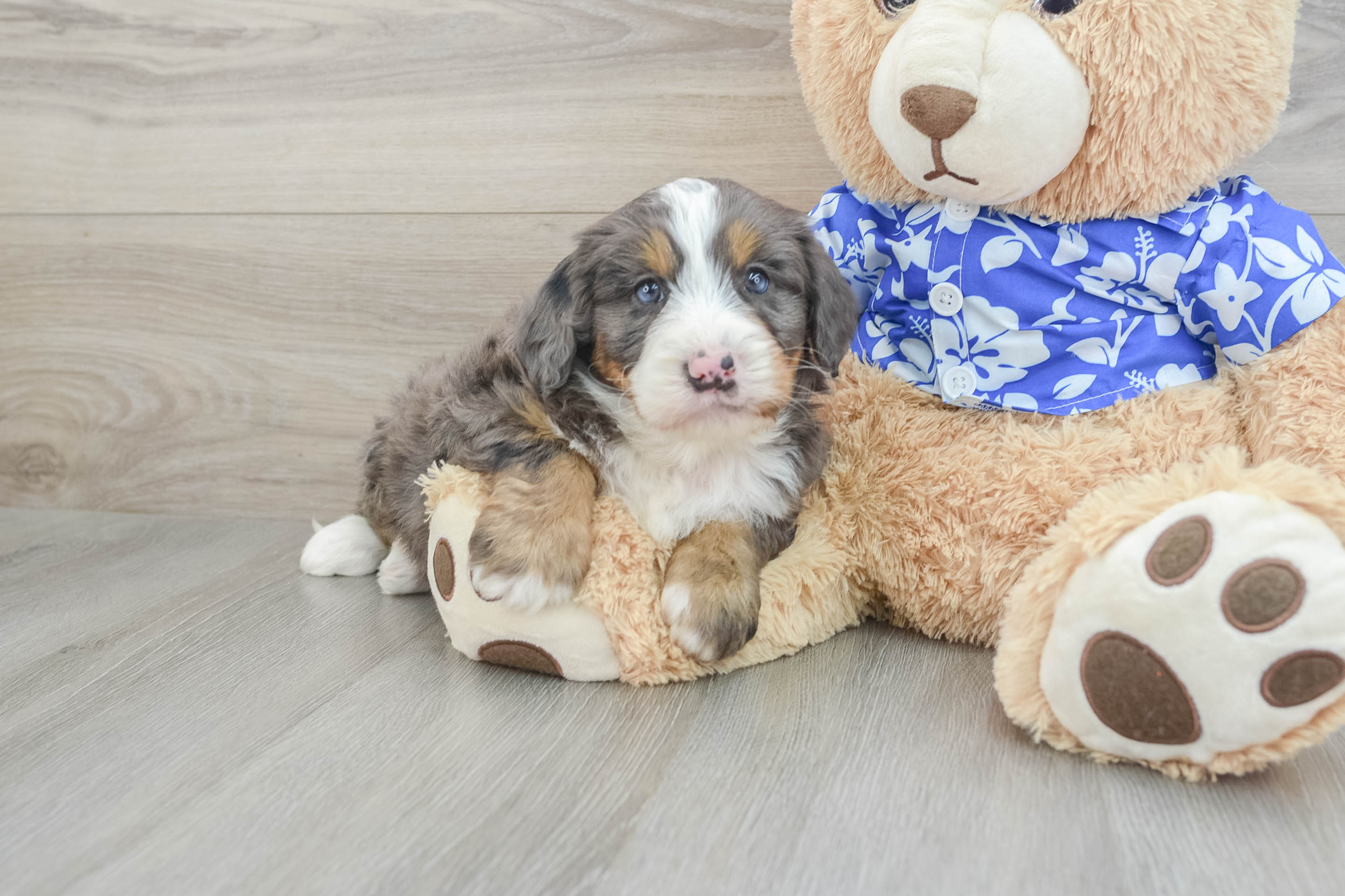 Mini Bernedoodle Puppy for Adoption