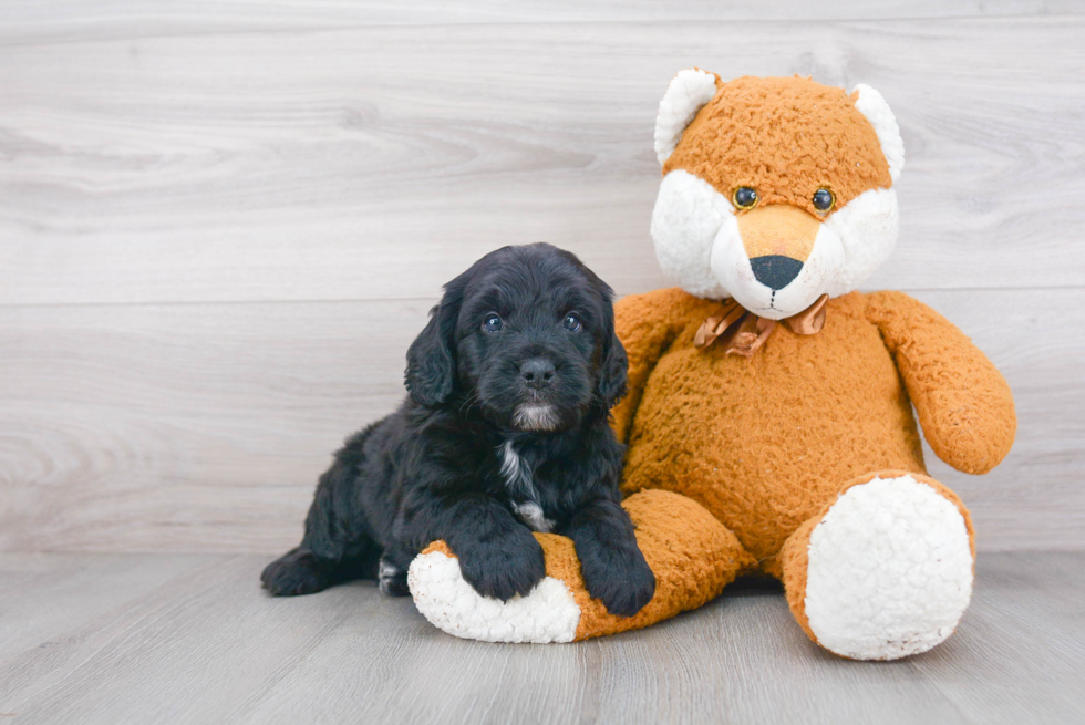 Mini Bernedoodle Puppy for Adoption