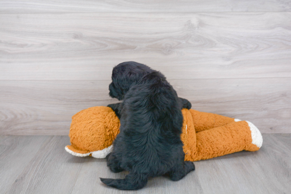 Happy Mini Bernedoodle Baby