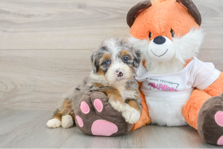 Adorable Mini Bernadoodle Poodle Mix Puppy