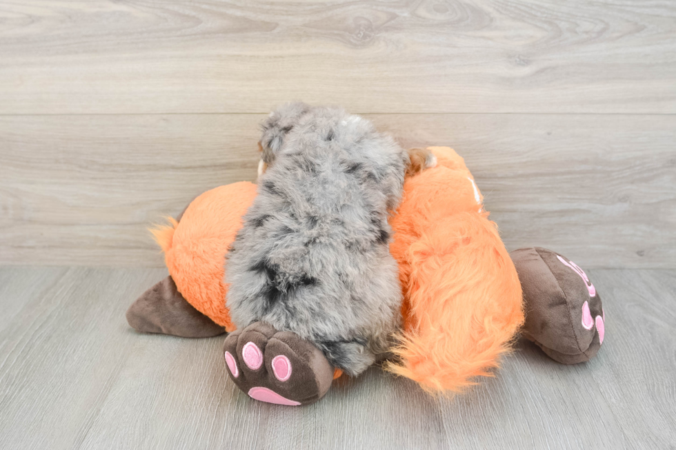 Mini Bernedoodle Puppy for Adoption