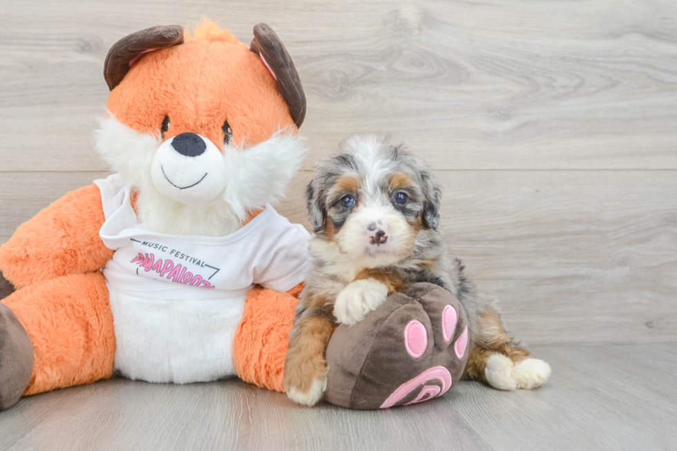 Cute Mini Bernedoodle Baby