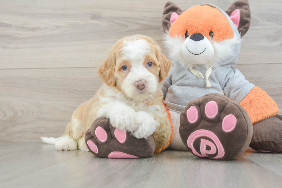 Best Mini Bernedoodle Baby