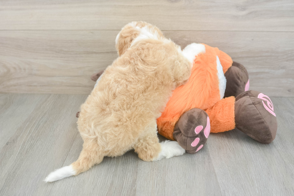 Adorable Mini Bernesepoo Poodle Mix Puppy