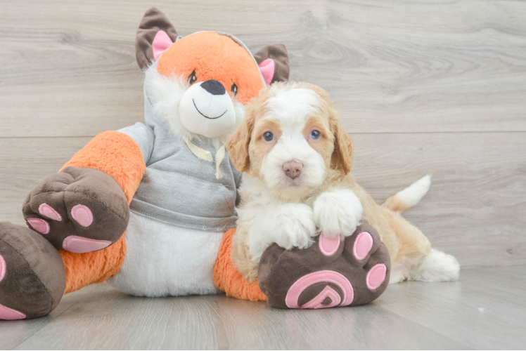 Mini Bernedoodle Puppy for Adoption