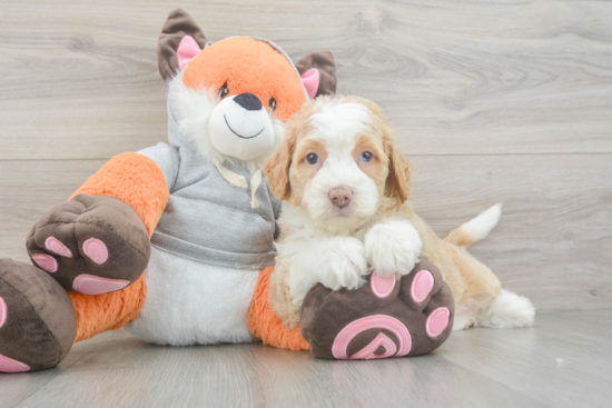 Mini Bernedoodle Puppy for Adoption