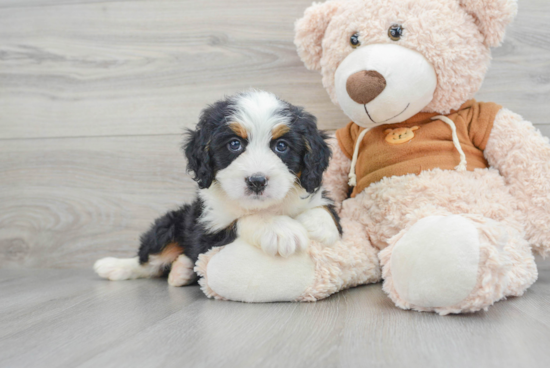 Happy Mini Bernedoodle Baby