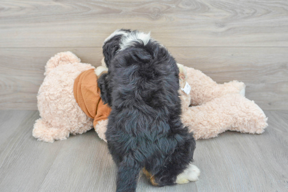 Mini Bernedoodle Pup Being Cute