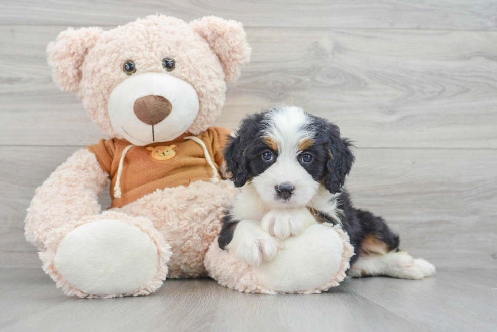 Best Mini Bernedoodle Baby