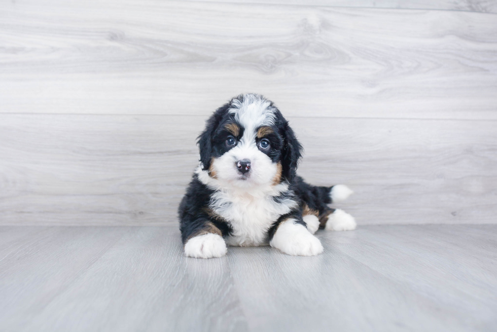 Mini Bernedoodle Pup Being Cute
