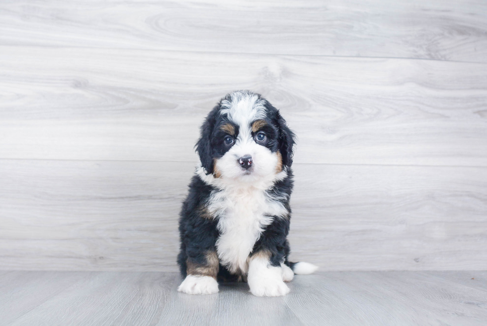 Little Mini Berniedoodle Poodle Mix Puppy