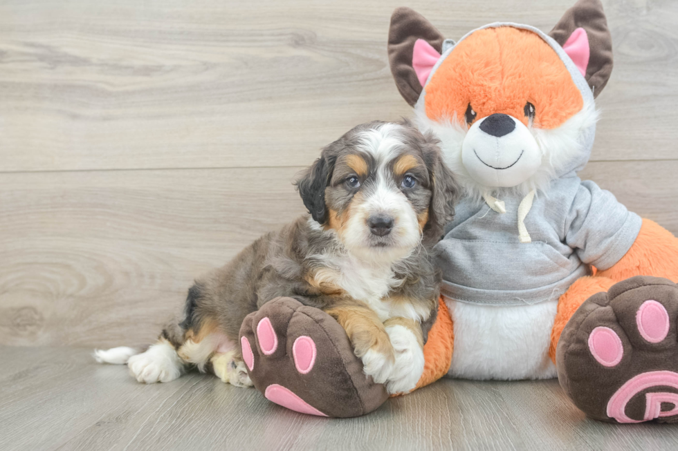 Funny Mini Bernedoodle Poodle Mix Pup
