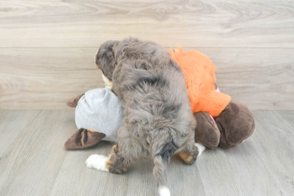 Best Mini Bernedoodle Baby