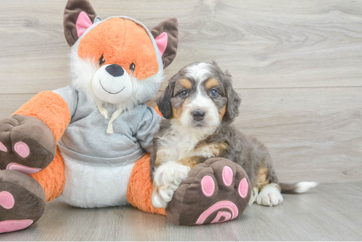 Best Mini Bernedoodle Baby