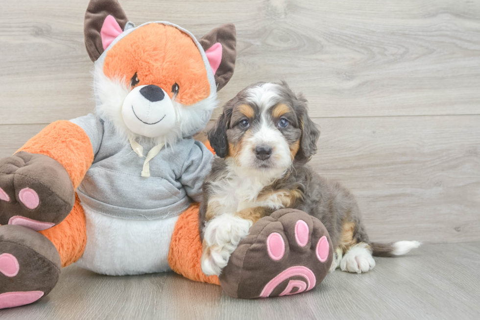 Best Mini Bernedoodle Baby