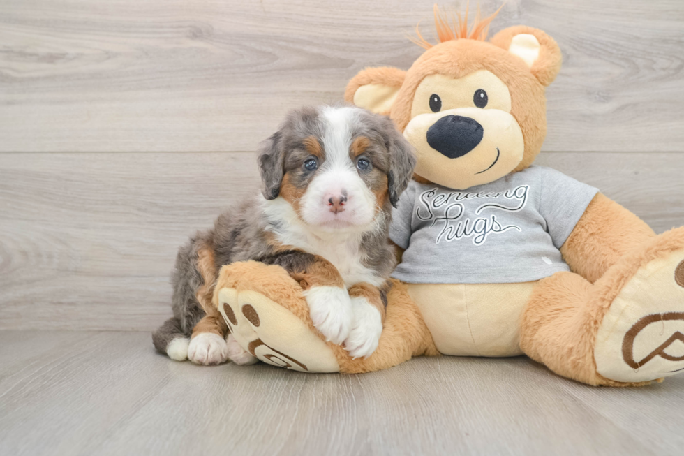 Best Mini Bernedoodle Baby