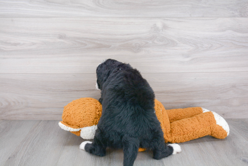 Mini Bernedoodle Pup Being Cute
