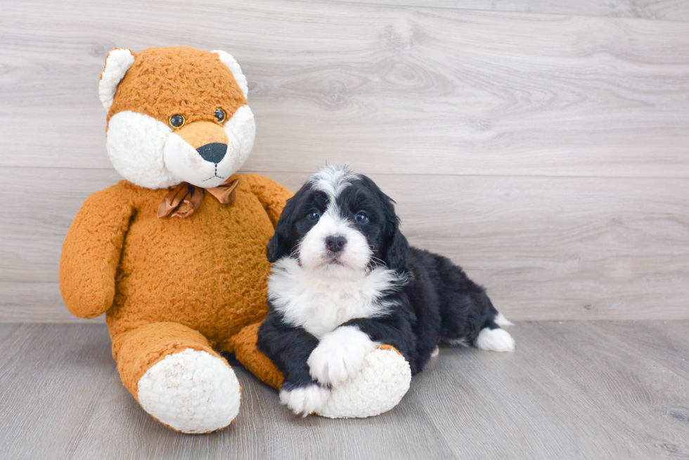 Best Mini Bernedoodle Baby