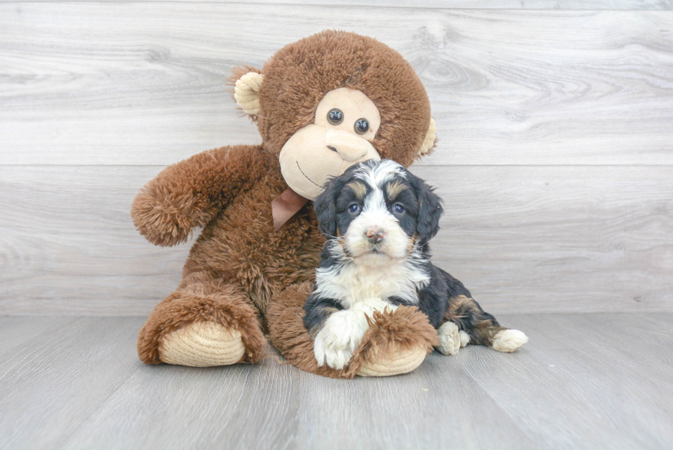 Fluffy Mini Bernedoodle Poodle Mix Pup