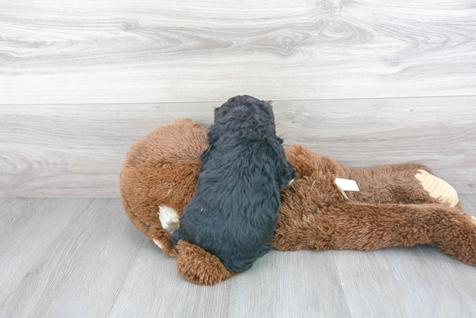 Best Mini Bernedoodle Baby