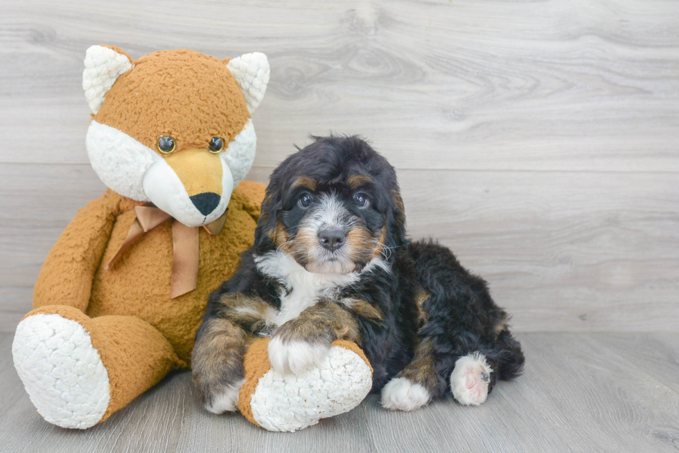 Hypoallergenic Bernadoodle Poodle Mix Puppy