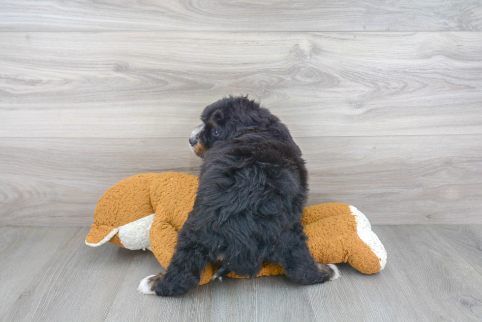 Mini Bernedoodle Puppy for Adoption