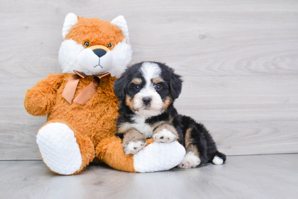 Mini Bernedoodle Puppy for Adoption
