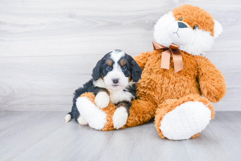 Mini Bernedoodle Pup Being Cute